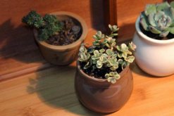 雅乐之舞修剪造型图解，雅乐之舞的修剪3步即可完成