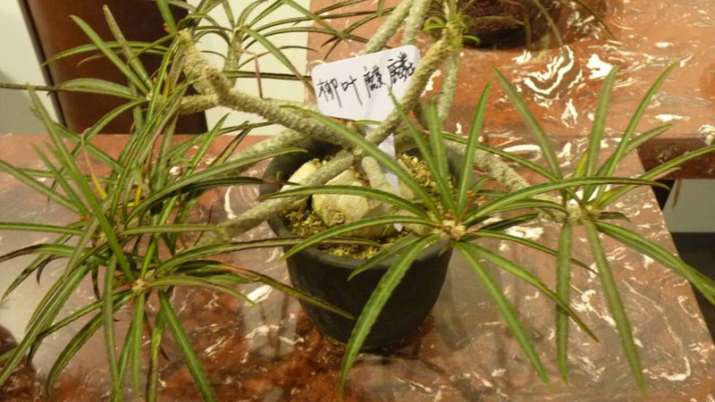 柳叶麒麟养殖方法和注意事项