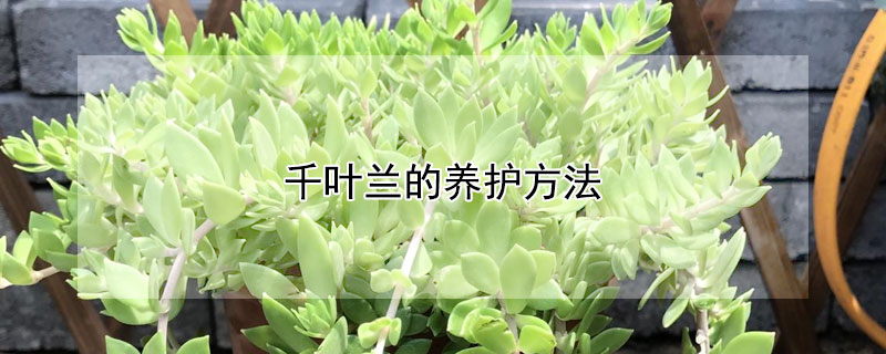 千叶兰的养护方法