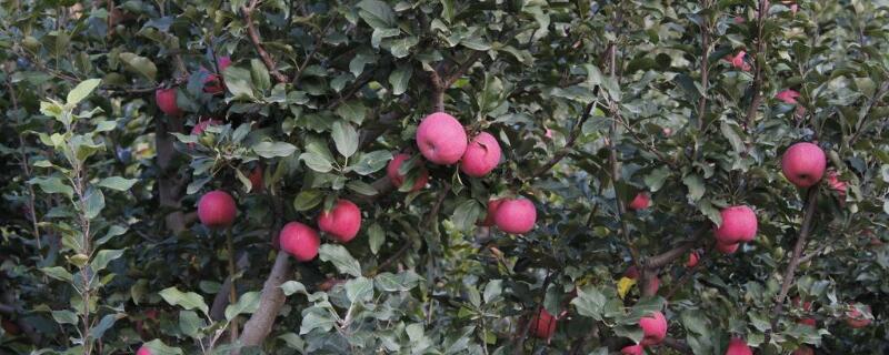 一颗苹果树能授粉吗