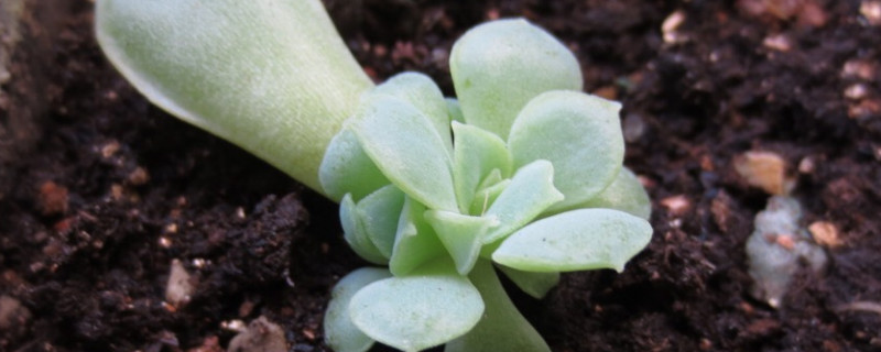 叶插多肉出苗后怎么办