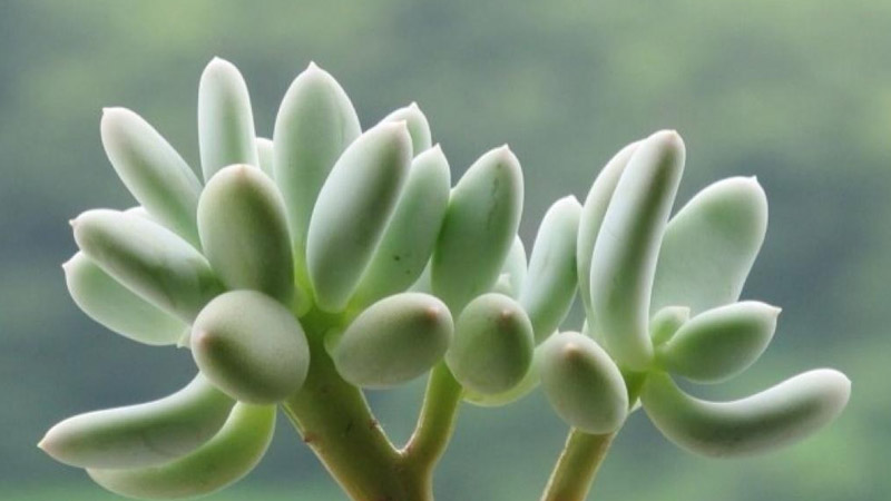 多肉长什么样子