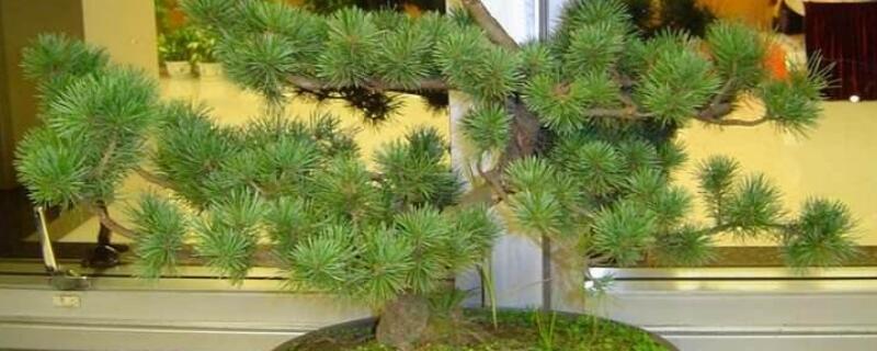 蓬莱松怎么养护