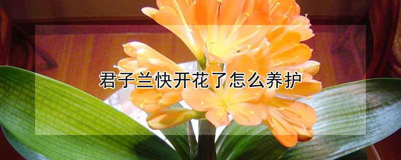 君子兰快开花了怎么养护