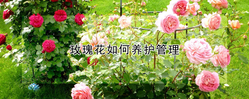 玫瑰花如何养护管理