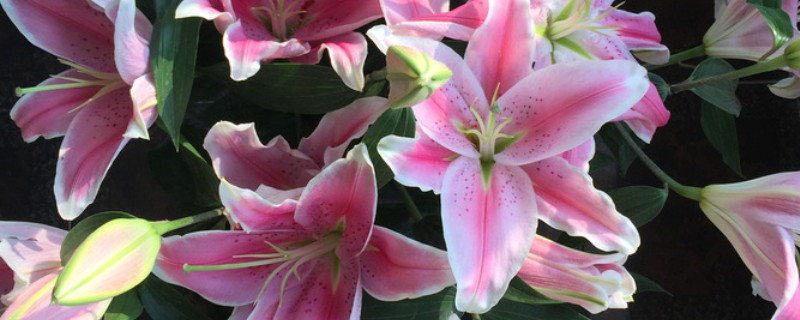 香水百合冬季怎样养护