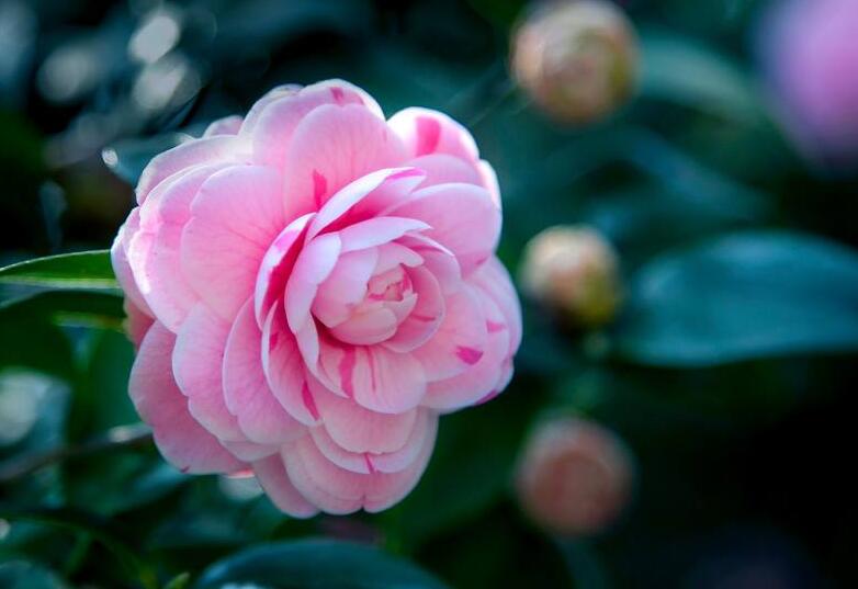 茶花的养护，病虫害的防治和枝条的修剪