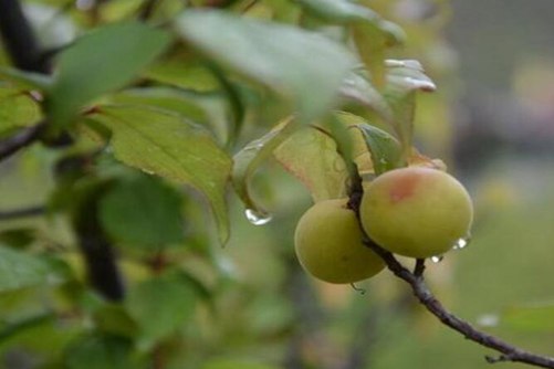 梅子什么时候成熟？梅子黄时日月晴，小溪泛尽却山行