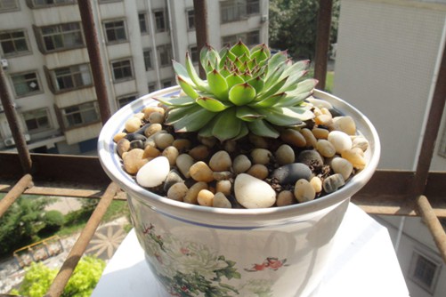 刚买回来的多肉能晒太阳吗，多久才能晒太阳呢