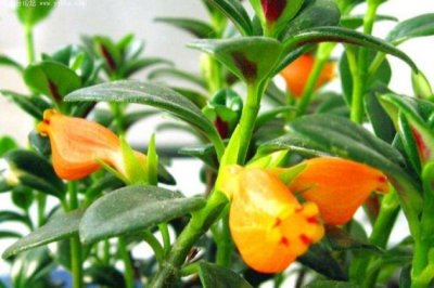 金鱼吊兰怎么养？金鱼吊兰的养殖方法和注意事项