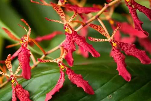 火焰兰的价格？2019火焰兰价格分析，拿走 不谢