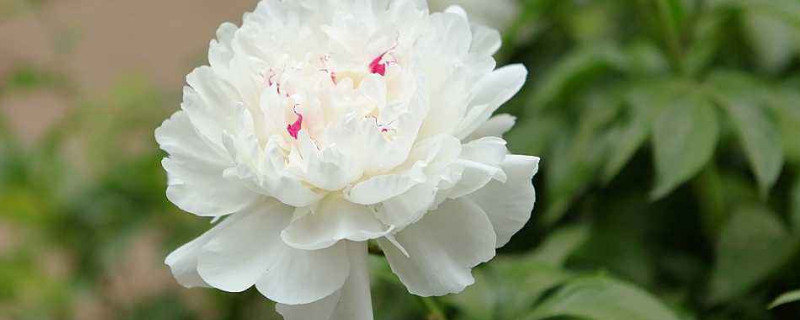 紫气东来植物怎么浇水