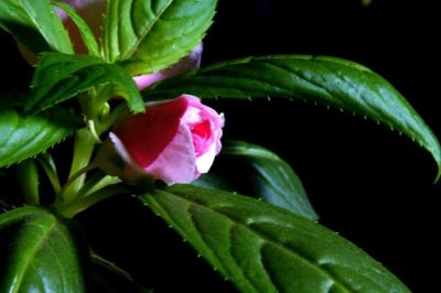 凤仙花（指甲花）的养殖方法和注意事项