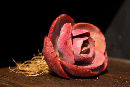 多肉初吻怎么养 学好这5点就有初吻的感觉了