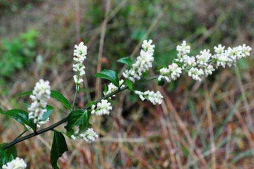 刘寄奴有几种？带你正式了解中药刘寄奴