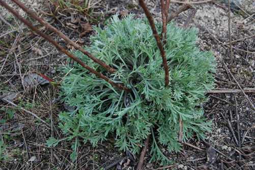 白蒿的作用与功效介绍，白蒿可食可饮清香甘美，清热还利湿