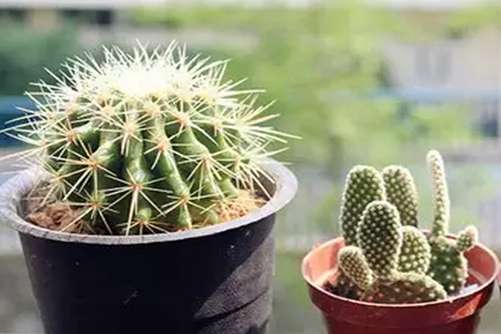 仙人球怎么养？养好仙人球的秘诀我来告诉你