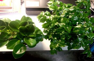 幸福树怎么养才茂盛