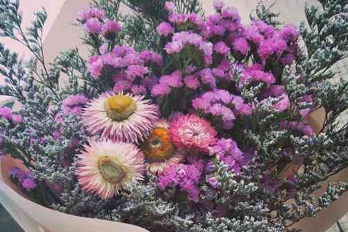 情人草的养殖方法，掌握这几点你种的情人草妥妥爆盆