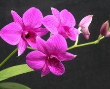 石斛兰的花语及石斛兰寓意