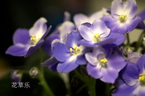 非洲堇图片大全，非洲堇高清图片大全