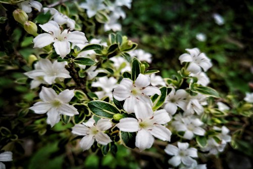 六月雪图片，六月雪图片高清大图