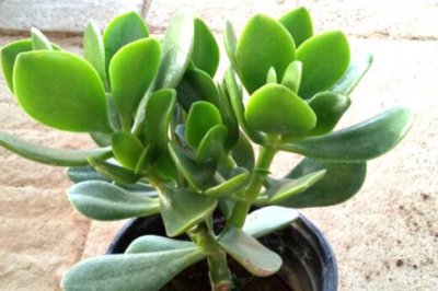 玉树这么好养，烂根还能活！这么好的多肉植物我居然不知道！