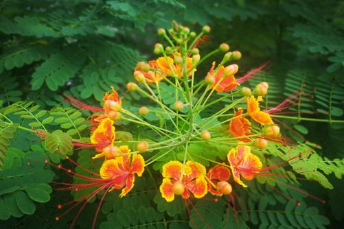 金凤花什么时候开花，金凤花这样养四季都开花