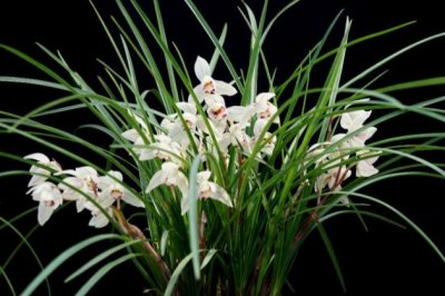 兰花的养殖方法和注意事项