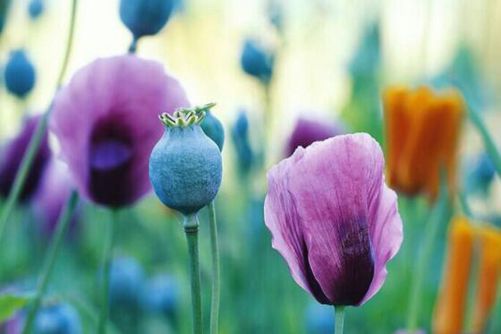 罂粟花种植方法，罂粟花不能随便种，花美却有毒