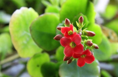 长寿花的养殖方法（简单）