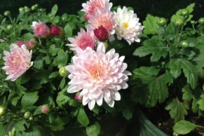 夏菊怎么养？夏菊的养殖方法和注意事项