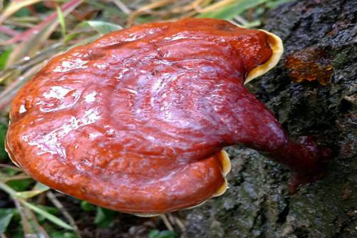 木灵芝的功效与作用，2019年中药材灵芝的价格行情