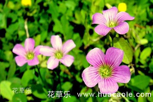 爱尔兰的国花  是称为幸运草的酢浆草