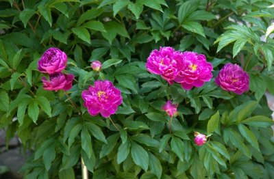 如何养好花卉 养花注意事项