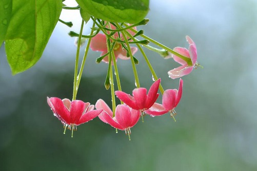 使君子的功效与作用 使君子味甘性温，杀虫消积效果好