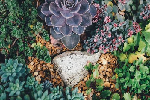多肉植物怎么养,多肉植物的种植方法介绍