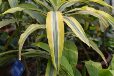 金边富贵竹怎么养？金边富贵竹的养殖方法