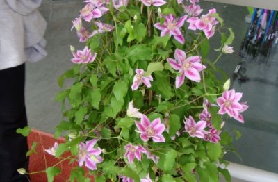 铁线莲怎么养家庭养法