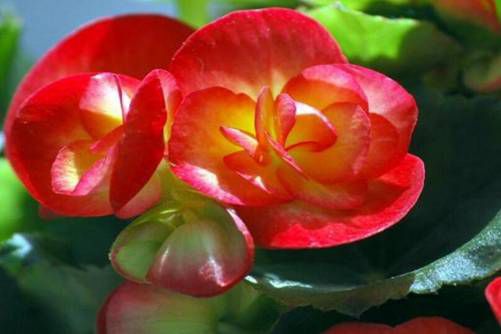 玻璃海棠花的功效与作用，清热解毒、活血化瘀的小能手