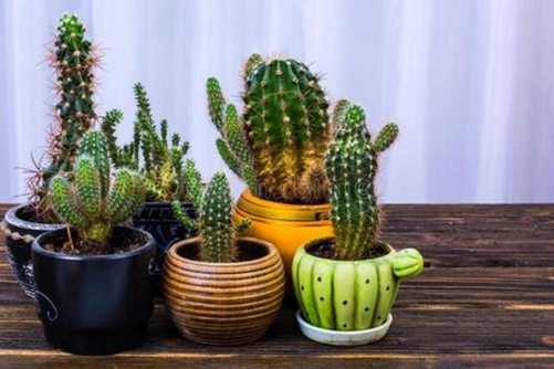 仙人掌图片，高清仙人掌图片大全大图