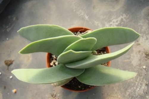 多肉植物神刀怎么养护？威武霸气有神刀