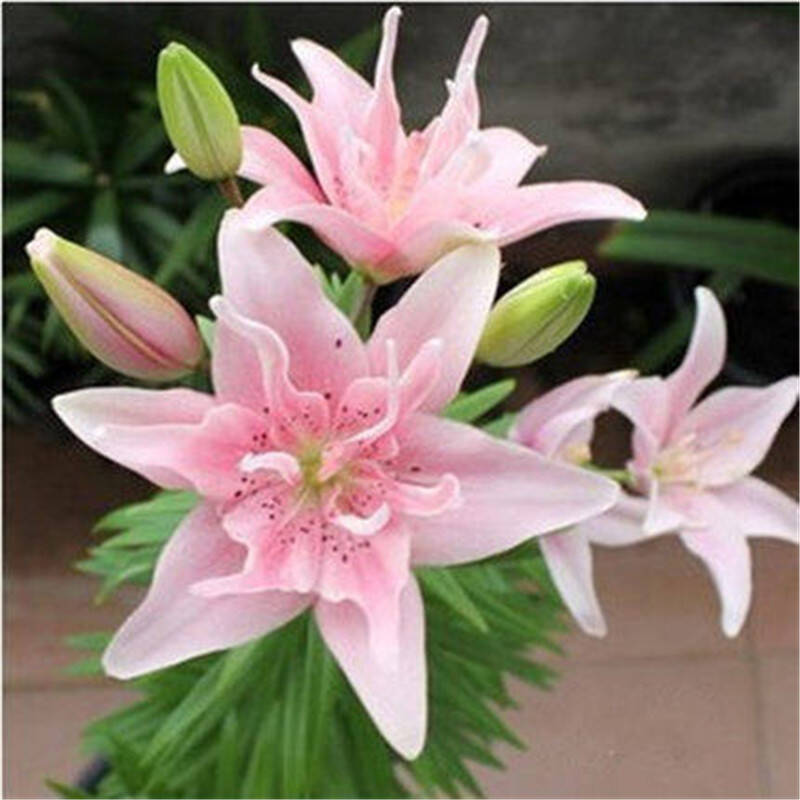 伟大的爱--香水百合