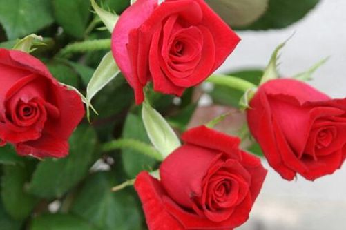 象征爱情的花，爱他（她）就送这些花