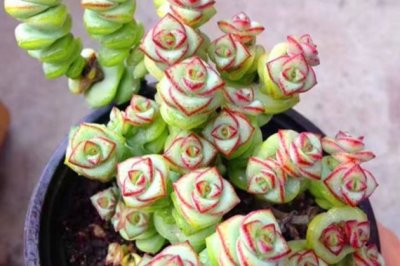 多肉钱串子怎么养？钱串子的养殖方法和注意事项