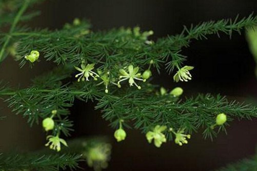 文竹开花好吗？预示着什么含义