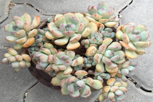 格林多肉怎么养？多肉也有“格林童话”