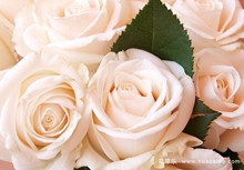 粉玫瑰花语是什么？