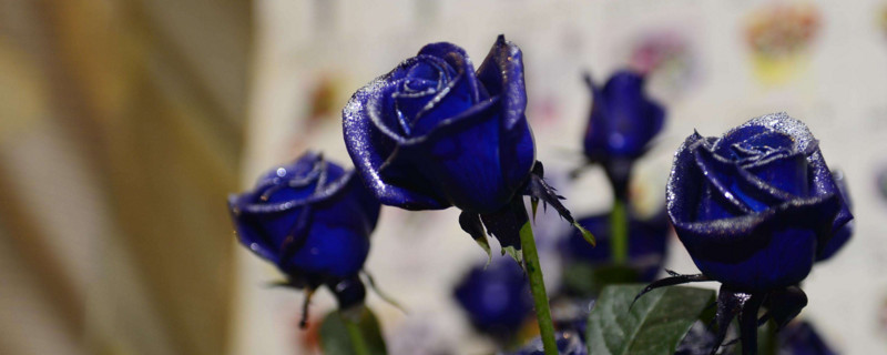 蓝色妖姬的花语是什么