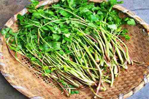 水芹菜和芹菜的区别，水芹菜的处理方法